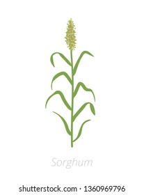 Sorghum planting. Harvest growth grain Sorghum. Agriculture cultivated plant. Green leaves. Flat vector color Illustration.