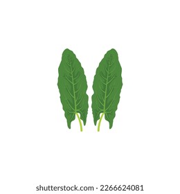 Sorrel also called common sorrel or garden sorrel, spinach dock and narrow-leaved dock. Vector illustration isolated on white background. For template label, packing, web, menu, logo, textile, icon