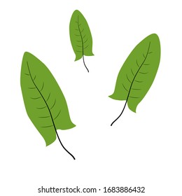 Sorrel in cartoon simple flat style isolated on white background. Healthy food concept. 