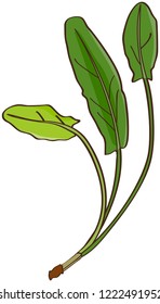 Sorrel, green leaves, white background
