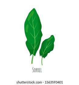Sorrel green salad leaves vector illustration isolated on white background.