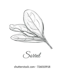 Sorrel hand drawing Sorrel vector illustration. Sorrel sketch