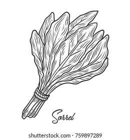 Sorrel herb spice leaves, a bunch of herb, hand drawn vector sketch illustration