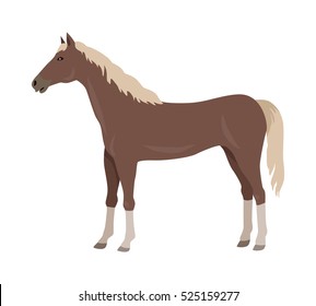 Sorrel horse with white legs vector. Flat design. Domestic animal. Country inhabitants concept. For farming, animal husbandry, horse sport illustrating. Agricultural species. Isolated on white