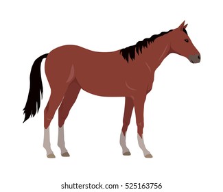 Sorrel horse with white legs vector. Flat design. Domestic animal. Country inhabitants concept. For farming, animal husbandry, horse sport illustrating. Agricultural species. Isolated on white