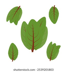 Sorrel leafs. Part of my color flat set of the 15 best herbs for cooking. Greens on a white. Herbs for meat, fish, drinks and cocktails. For app, design, web, interface, ad. Vector EPS 10.