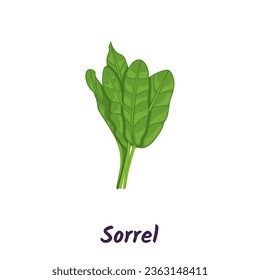 Sorrel Blätter. Rumex Vektorgrafik.