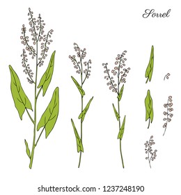 Sorrel plant vector hand drawn illustration isolated on white background, ink sketch, decorative herbal doodle, colorful medical herbs line art set for design cosmetic, natural medicine, kitchen menu