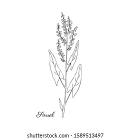 Sorrel plant vector hand drawn illustration isolated on white background, ink sketch, decorative herbal doodle meadow line art, medical herbs for design cosmetic, natural medicine, kitchen vegan menu