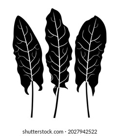 Sorrel. Tres siluetas vectoriales negras de hojas de sorrel aisladas sobre fondo blanco.