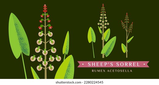 Sorrel  vector drawing. Isolated flower and leaves. Detailed botanical sketch for tea, organic cosmetics, medicine, aromatherapy
