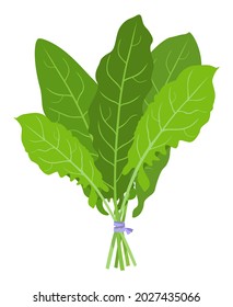 Sorrel. Vector illustration of sorrel leaves collected in a bunch and tied with a purple ribbon. The image is isolated on a white background.