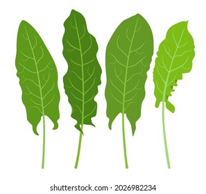 Sorrel. Vector illustration of sorrel leaves isolated on white background.