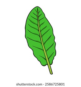 sorrel vector illustration,isolated on white background,top view