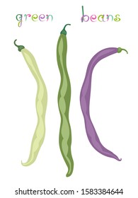 Sorts of green bean. Fresh raw vegetables with colorful title. Isolated on white background. Vector illustration.