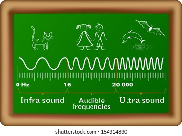 Sound frequency ranges for infrasound, audible and ultrasound waves and the corresponding animals that can hear them. Humans are only able to hear between 20 Hz to 20 000 Hz.