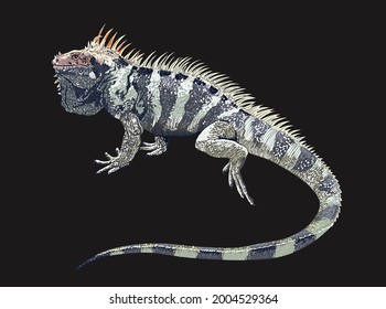 sounthen antilles iguana, rare, large, exotic iguana, reptilian, vector