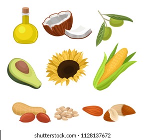 Source of edible oil set, coconut, avocado, sunflower, corncob, peanut, almond, sesame, olive vector Illustrations on a white background