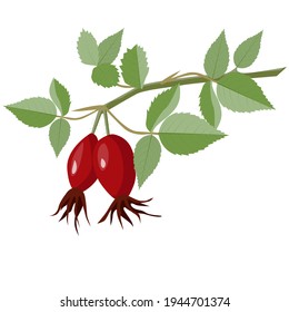 Source of vitamin C. Rosehip fruit on a branch with leaves. Vector illustration on a white background