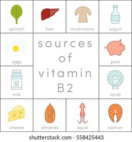 Sources of vitamin B2, vector food icons for infographic