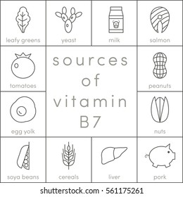 Sources of vitamin B7, vector outline food icons for infographic