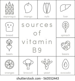 Sources of vitamin B9, vector outline food icons for infographic