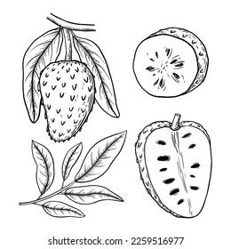 Soursop fruit or guanabana, cherimoya. Annona muricata. Whole, half fruit and leaves. Hand drawn vector sketch illustration.