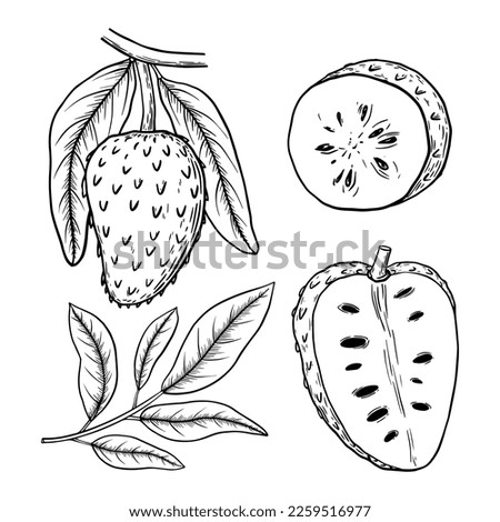 Soursop fruit or guanabana, cherimoya. Annona muricata. Whole, half fruit and leaves. Hand drawn vector sketch illustration. Foto stock © 