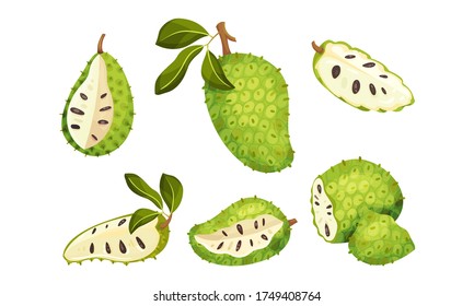 Soursop Fruit or Guanabana with Dark Green Rind Covered with Thick Thorns Vector Set