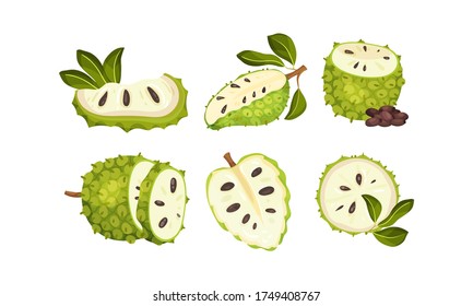 Soursop Fruit or Guanabana with Dark Green Rind Covered with Thick Thorns Vector Set