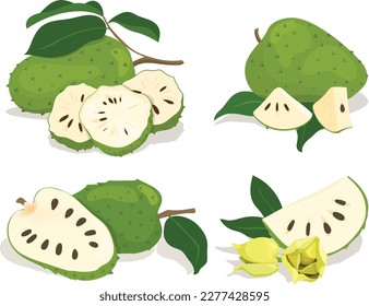 Soursop Fruit or Guanabana with Dark Green Rind Covered with Thick Thorns