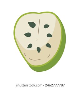 Soursop fruit half cut vector illustation, gambar buah sirsak or sirsat icon, guanabana or graviola half slice image isolated on white background, annona muricata clipart