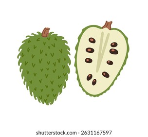 Soursop tropical exotic fruit. Graviola, guyabano. Whole, half and piece. Vector hand-drawn illustration, isolated on white background.