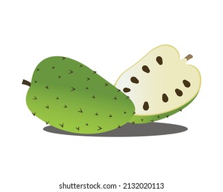 Soursop vector in high resolution for many type of use.