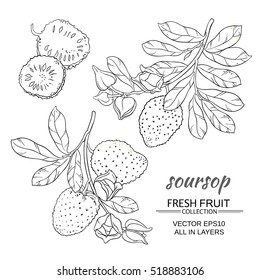 soursop vector set