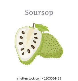 Soursop whole and cut fruit vector isolated on white. Annona montana edible medicinal plant in Annonaceae family, ripe berry with black seeds and leaf