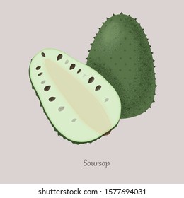 Soursop Whole and slice isolated on gray background. Vector Annona montana edible medicinal plant in Annonaceae family, ripe berry with black seeds.