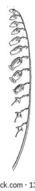  Sourwood flower, vintage line drawing or engraving illustration.