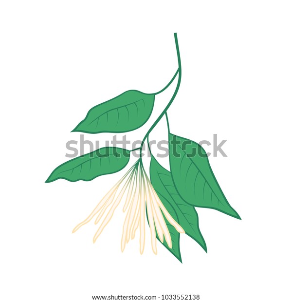 Sourwood Vector Illustration Brunch Flowers Leaves Stock Vector ...