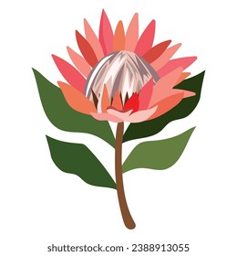 south africa king protea isolated illustration