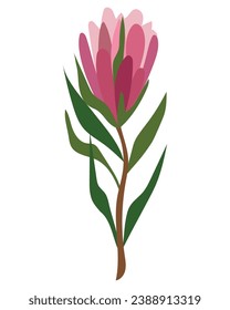 south africa king protea nature illustration