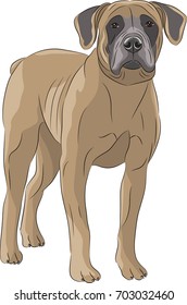 South African Boerboel Dog illustration.