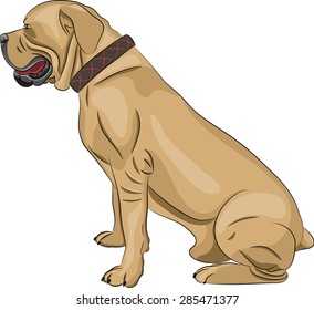 South African Boerboel Dog in the rack.