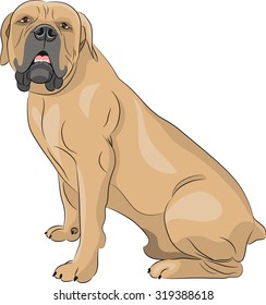 South African Boerboel Dog in the rack.