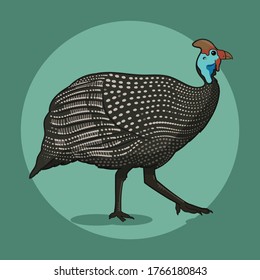 South African Helmeted Guineafowl Bird