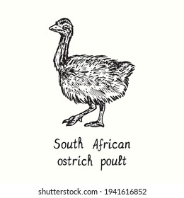 South African ostrich poult standing, side view. Ink black and white doodle drawing in woodcut outline style. Vector illustration