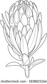 South African Protea made in vector