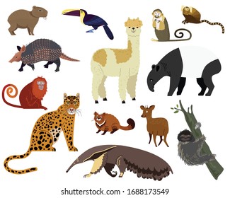 South American animal vector illustration. Cartoon armadillo, tapir, capybara, cute alpaca wild or zoo animal jungle character. Llama, jaguar in Brazilian America animalistic set isolated on white