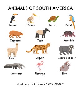 South of American animals: toucan, pelican, turtle, parrot, capybara, tapir, llama, jaguar, spectacled bear, flamingo, sloth, armadillo, ant-eater on a white background.Flat cartoon illustration.