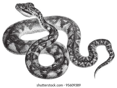 South American bushmaster (Lachesis muta) / vintage illustration from Meyers Konversations-Lexikon 1897